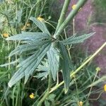 Ranunculus acris Yaprak