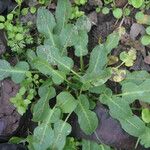 Rumex pulcher Likasa