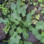 Rumex pulcher Blatt