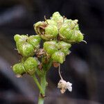 Ceanothus cordulatus Плод