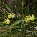 Anthyllis vulnerariaFlower