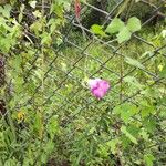 Ipomoea cordatotriloba Flower