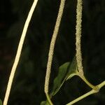 Piper multiplinervium Fruit