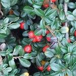 Cotoneaster microphyllus ফল