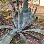 Agave americanaLevél