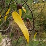 Ficus erecta Leaf