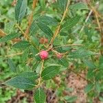 Vaccinium corymbosum Плод