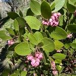 Arctostaphylos patula 花