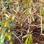 Rhododendron minus Leaf