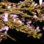 Lonchocarpus macrophyllus Blüte