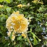 Rosa banksiae Flower