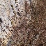Triumfetta semitriloba Hoja