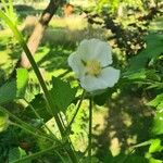 Kitaibelia vitifolia Flor