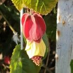 Abutilon megapotamicum Цветок