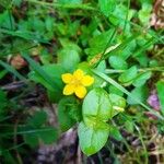 Lysimachia nemorum Цвят