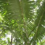 Elaeis oleifera Hoja