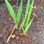 Gladiolus communis Blatt