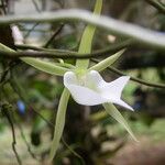 Angraecum birrimense Flower