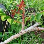 Sclerocarya birrea Συνήθη χαρακτηριστικά