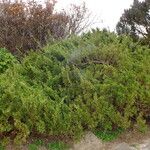 Juniperus sabina Pokrój