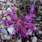 Centaurea nigrescens Fiore