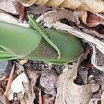 Agapanthus inapertus Bark