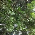 Afrocarpus gracilior برگ