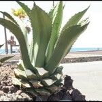 Agave salmiana 葉