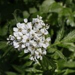 Achillea macrophylla Floare