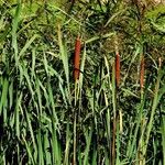 Typha latifolia Hábitos