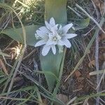 Ornithogalum lanceolatum Flor