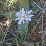 Ornithogalum lanceolatum Цветок