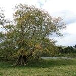 Erythrina fusca Habitus