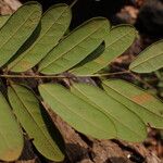 Dalbergiella welwitschii Hoja