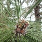 Pinus canariensis List