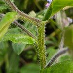 Myosotis sylvatica Kůra