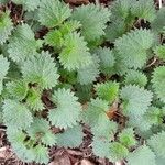 Urtica urens موطن