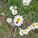 Anthemis cretica Floare