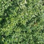 Galium album Habit