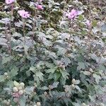 Hibiscus syriacus Alkat (teljes növény)