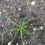 Ranunculus minimus Leaf