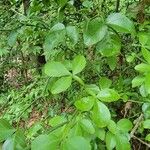 Poncirus trifoliata List