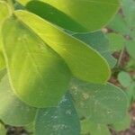 Senna obtusifolia पत्ता