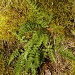 Woodsia ilvensis Plante entière