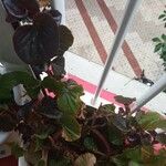 Begonia cucullata Hoja