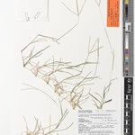 Chrysochloa subaequigluma Other