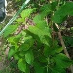 Lantana viburnoides Blad