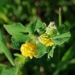 Medicago lupulinaFlower