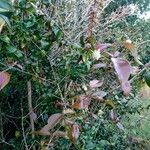 Eugenia uniflora Fula