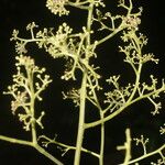 Spondias radlkoferi Flor